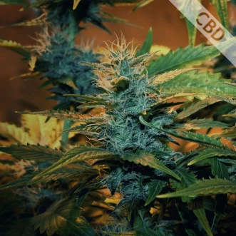 Насіння коноплі Auto CBD Green Crack Feminised Gold